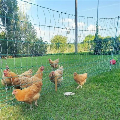 پل ویل فائبر گلاس پولٹری باڑ کی پوسٹس: اپنے ریوڑ کو پائیدار ، کم - بحالی کی باڑ سے محفوظ کریں